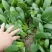 小油菜2两以上陈丽