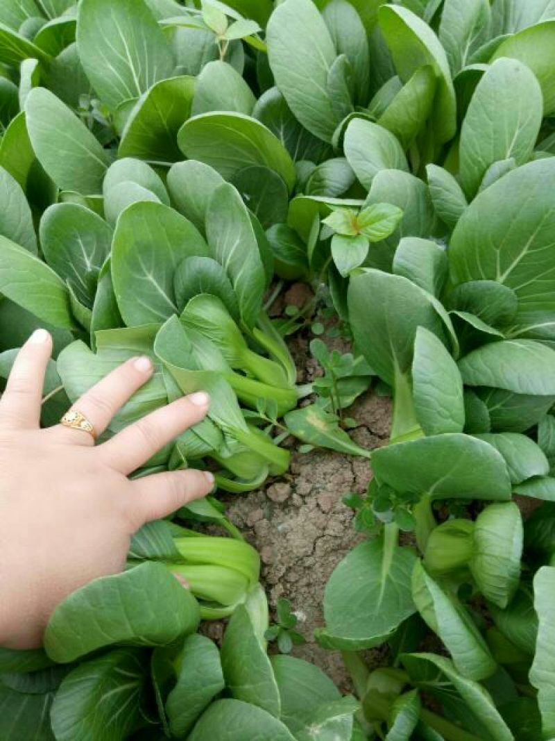 小油菜2两以上陈丽