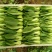 小油菜2两以上陈丽
