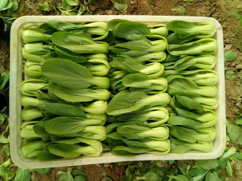 小油菜2两以上陈丽