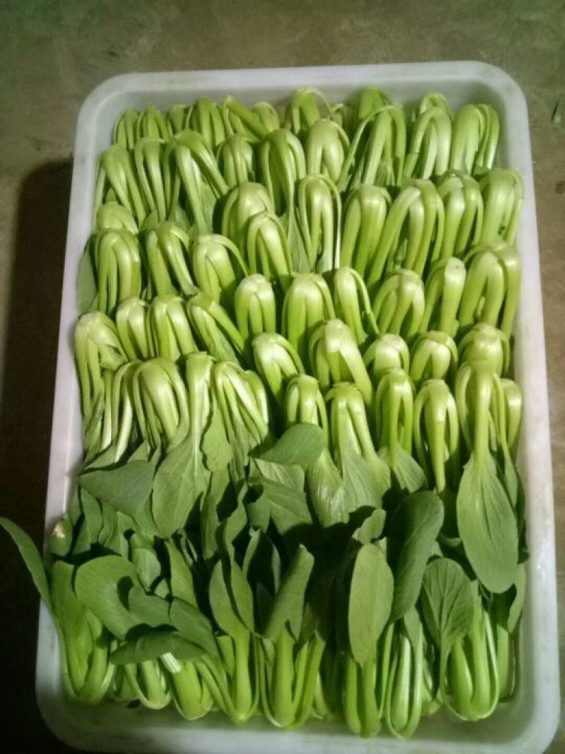 小油菜2两以上陈丽