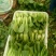 小油菜2两以上陈丽