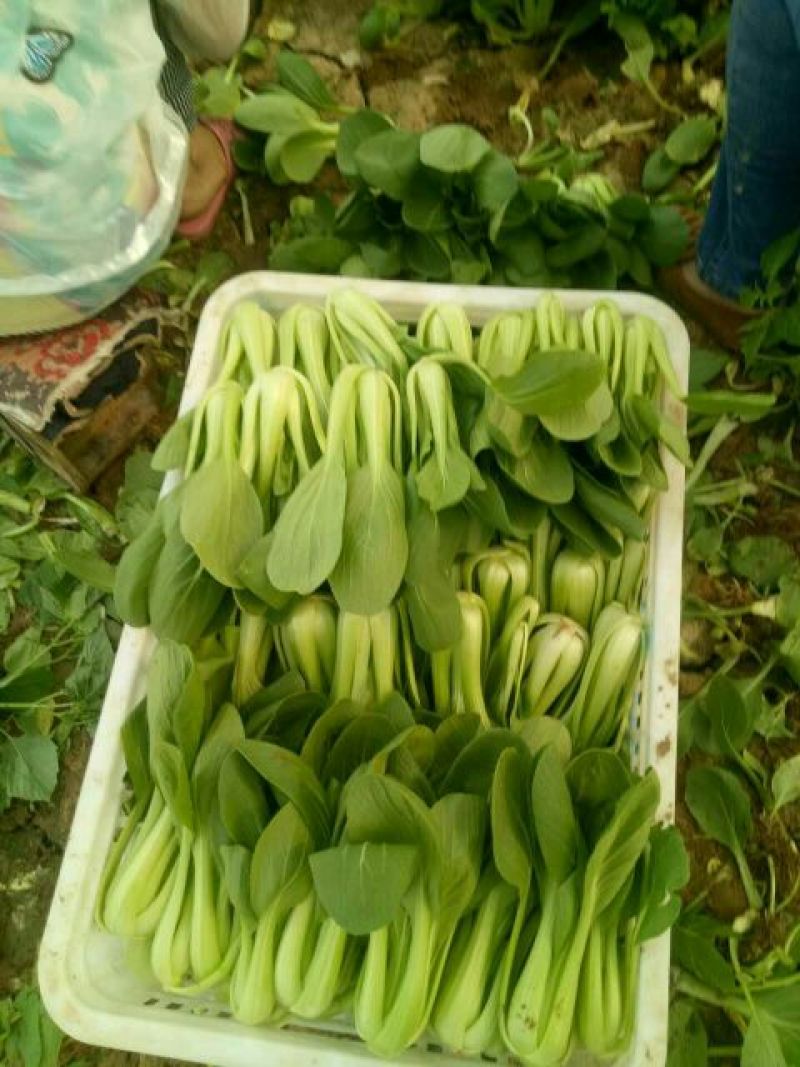 小油菜2两以上陈丽