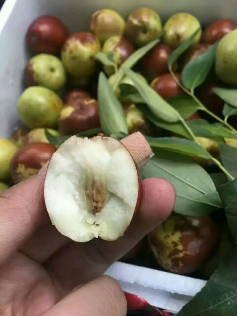 沾化冬枣直口