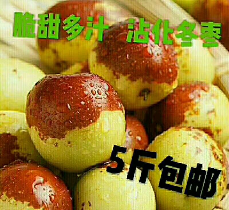 沾化冬枣直口