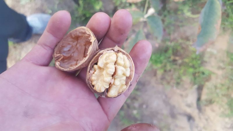 新疆莎车县185核桃去皮干新核桃无漂洗