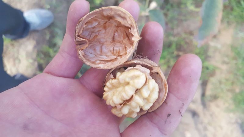 新新2号核桃箱装新货