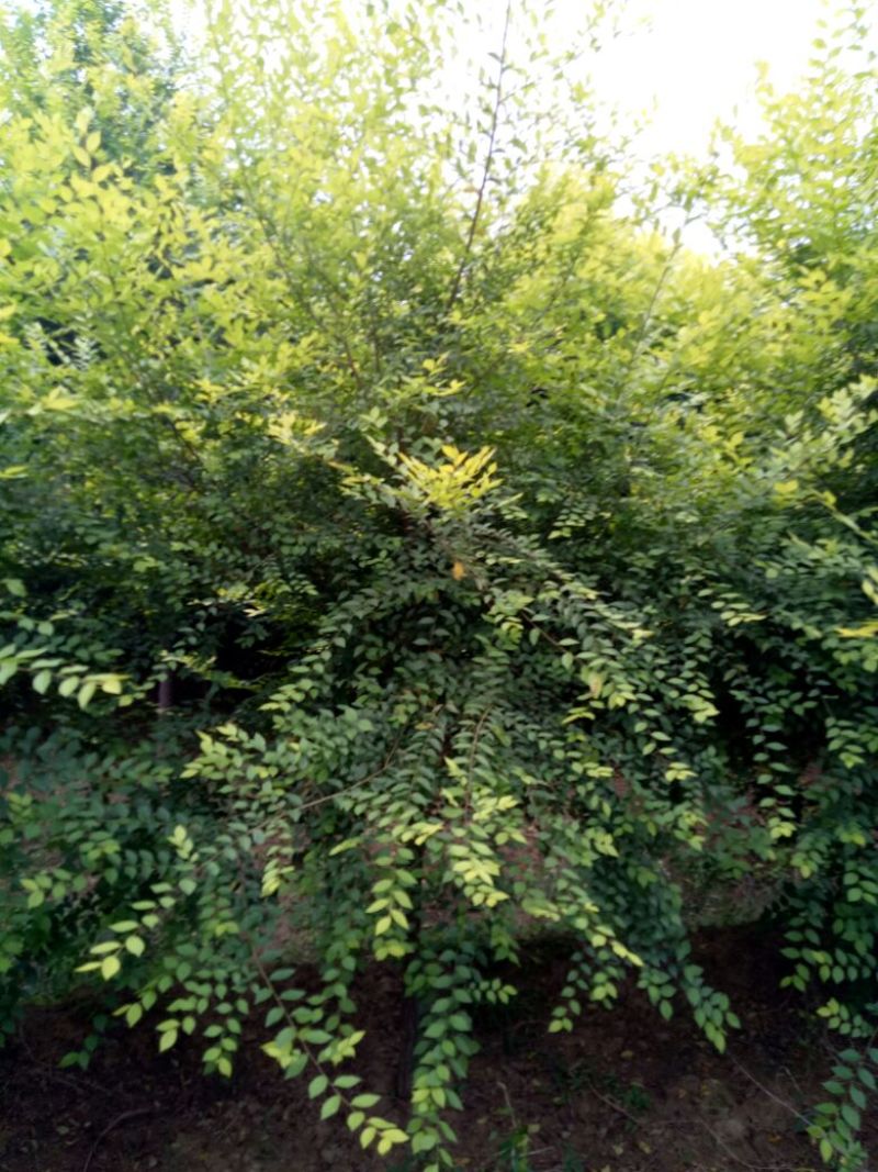 金叶榆6~8cm4~6cm1.5~2m
