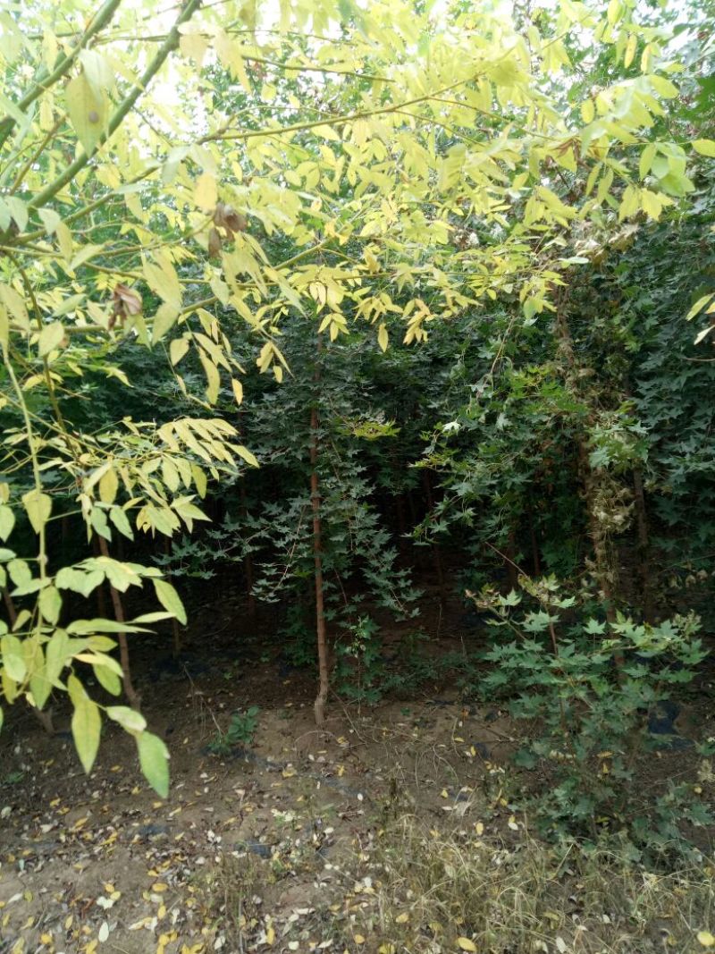金叶榆6~8cm4~6cm1.5~2m