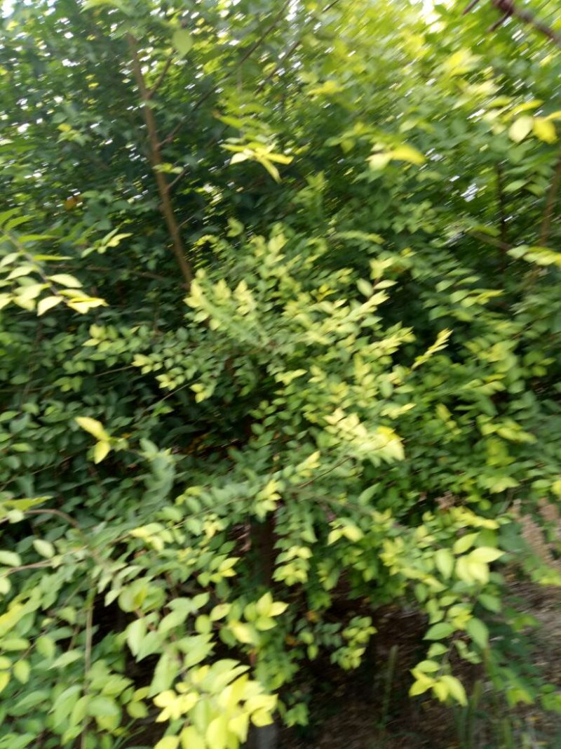 金叶榆6~8cm4~6cm1.5~2m