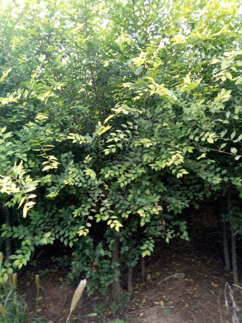 金叶榆6~8cm4~6cm1.5~2m