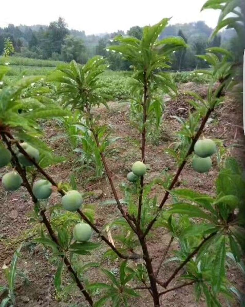 蜂糖李子苗50~100cm