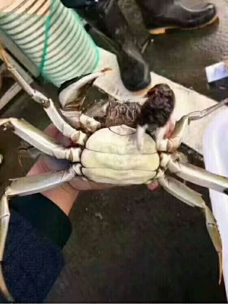 天津紫蟹食用公母搭配