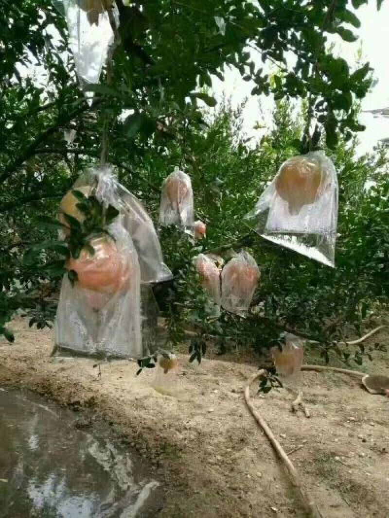 临潼突尼斯软籽红心超甜产地直发陕西特产临潼石榴