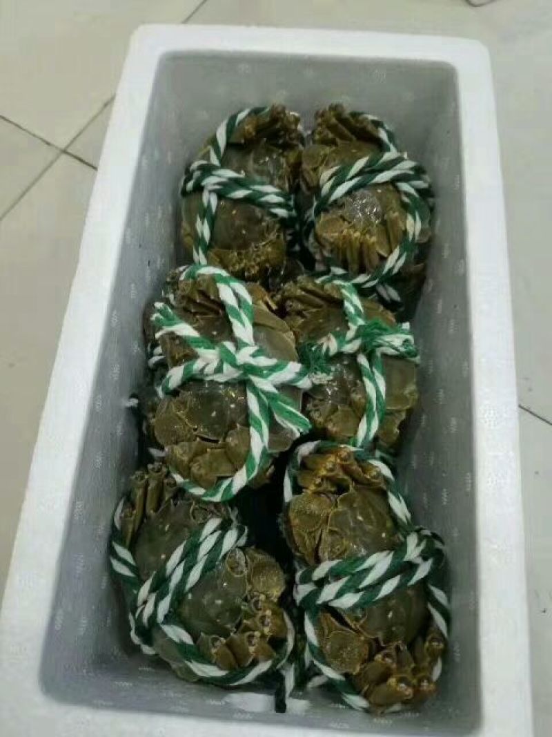 天津紫蟹食用3.0两(150g)/只雌