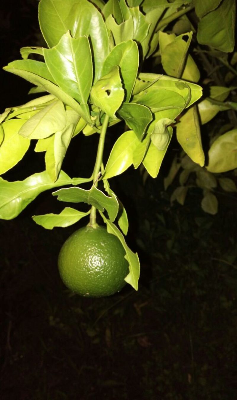 黄金柑苗50~80cm