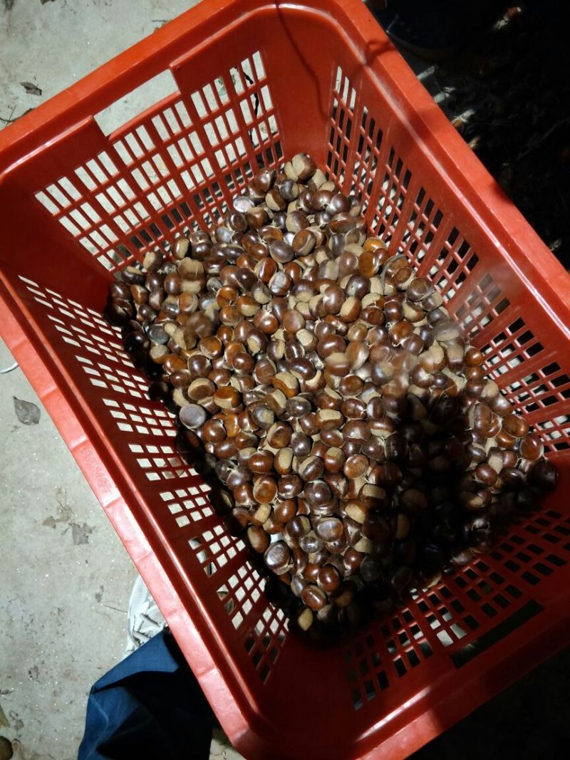野生板栗菜栗种特选