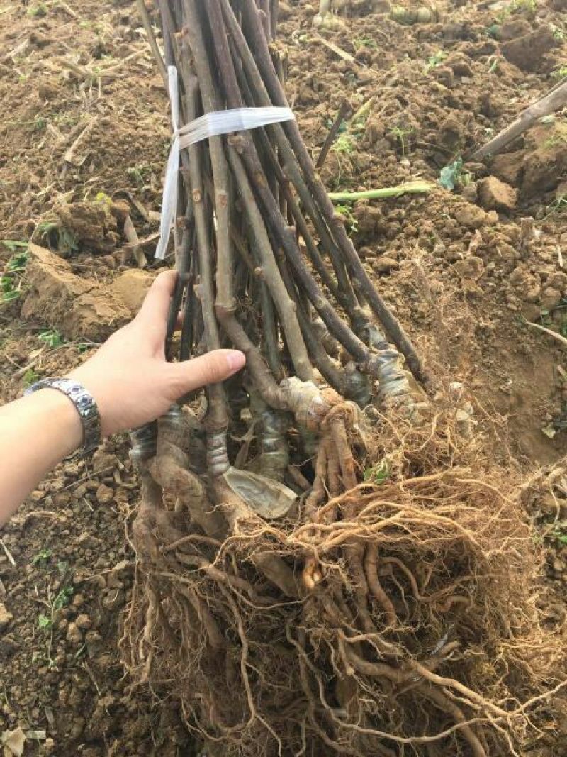 金艳猕猴桃苗提供技术指导现挖现发