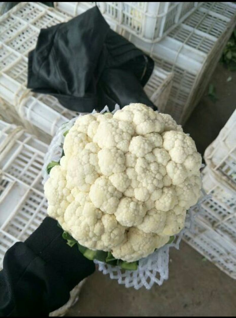 中甘21甘蓝，质量有保证，产地真供，专业包装团队