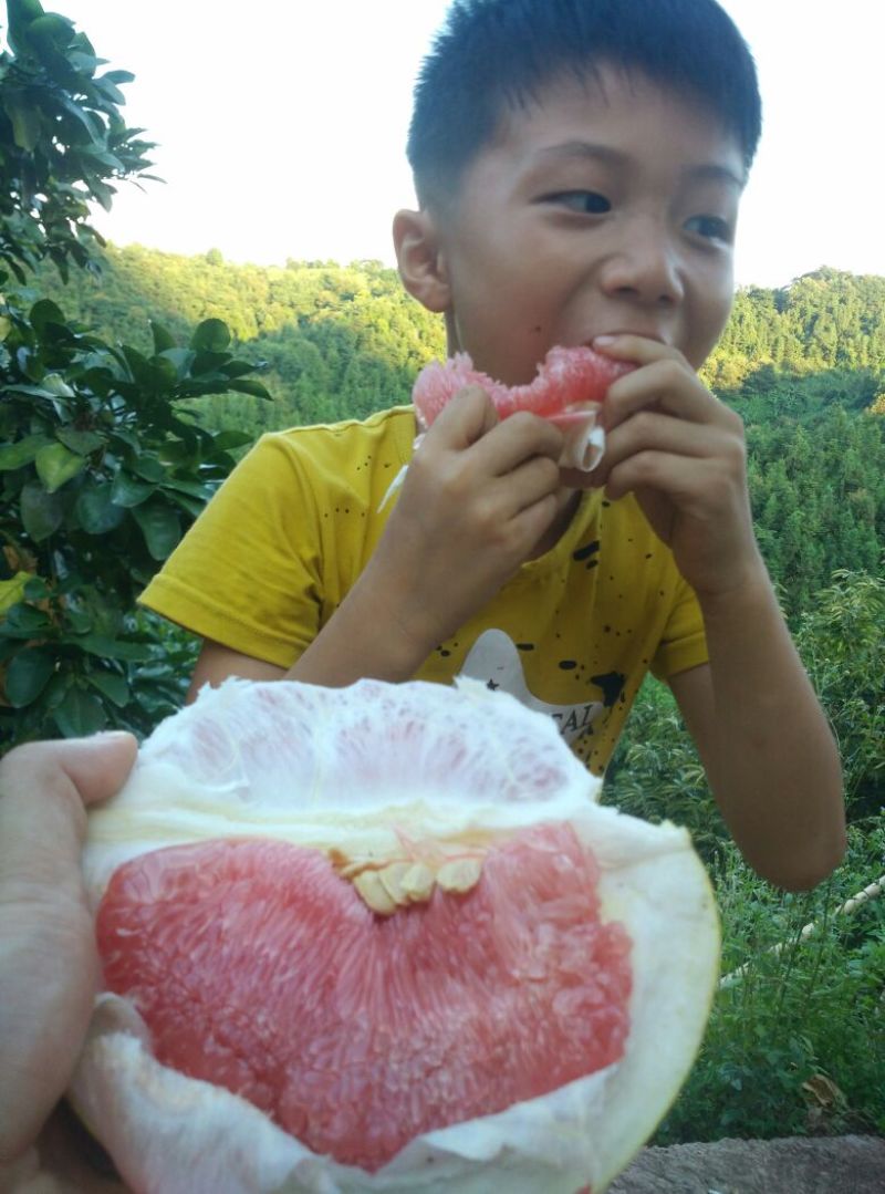 红心蜜柚2斤以上农家种植，皮薄水多，柔嫩无渣