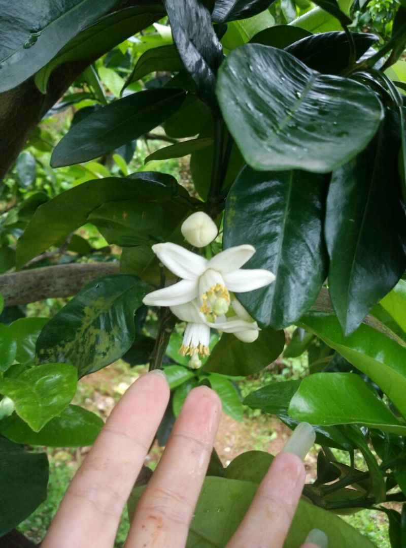 红心蜜柚2斤以上农家种植，皮薄水多，柔嫩无渣