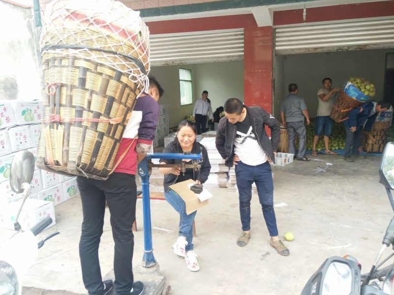 汉源金花梨大量上市，可视频看货，产地实力代办。