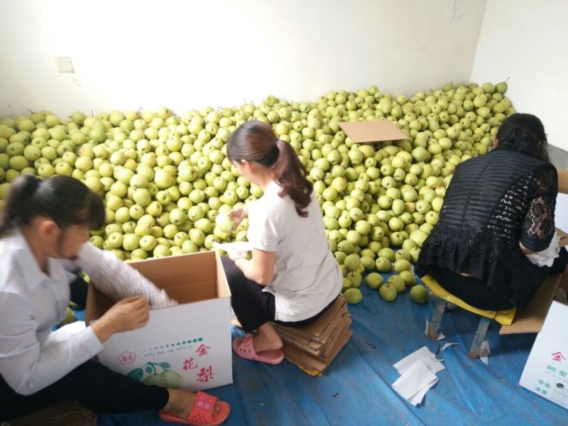 汉源金花梨大量上市，可视频看货，产地实力代办。