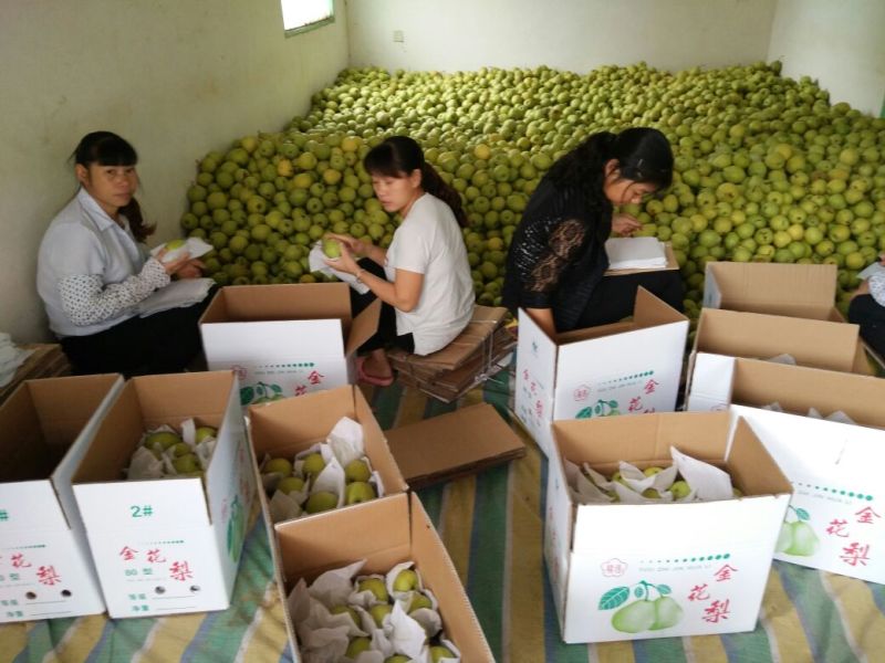 汉源金花梨大量上市，可视频看货，产地实力代办。