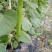 瓠瓜5~6cm30~40cm