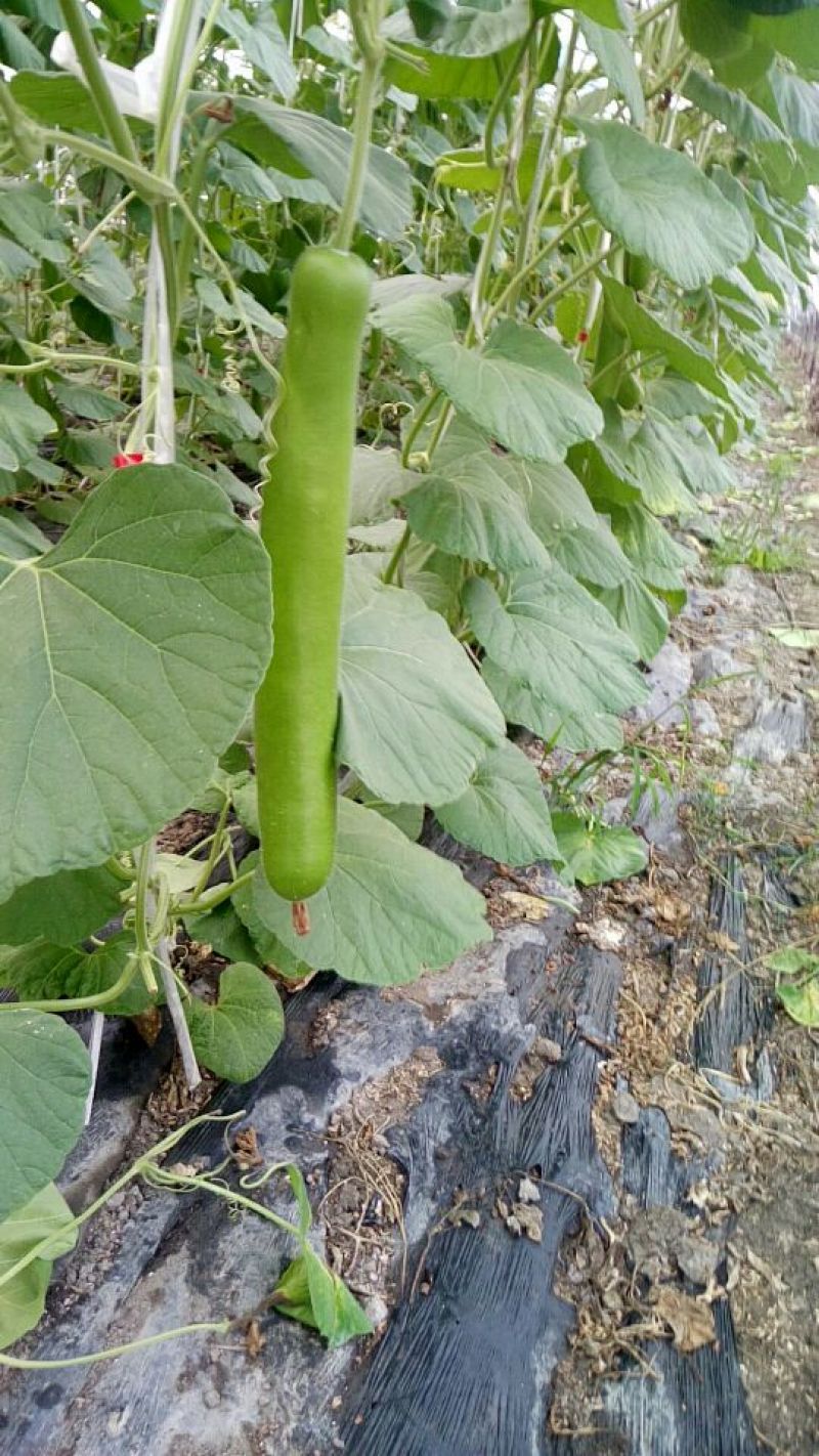 瓠瓜5~6cm30~40cm