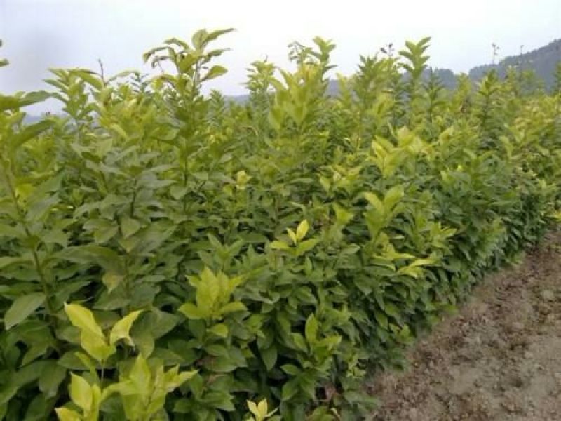 柠檬苗50~80cm已开花的挂果苗
