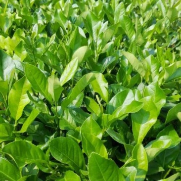 柠檬苗50~80cm已开花的挂果苗