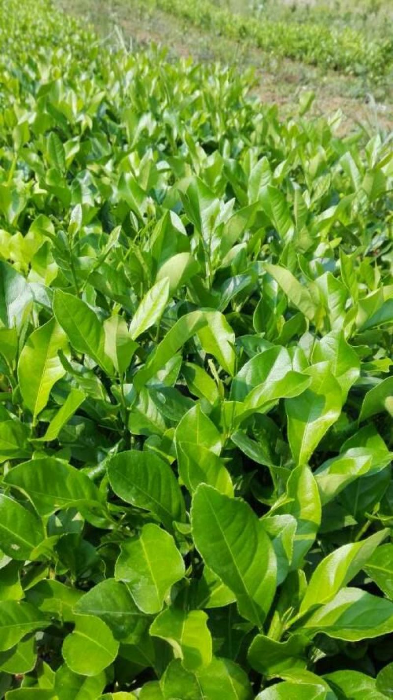 柠檬苗50~80cm已开花的挂果苗