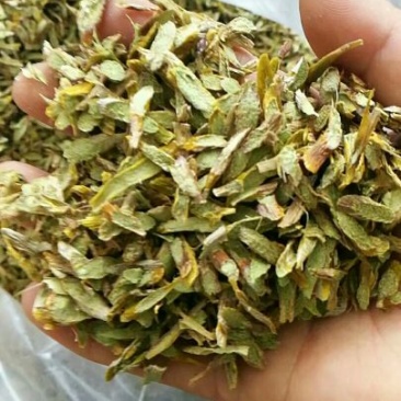 雁荡山铁皮石斛切片量大从优