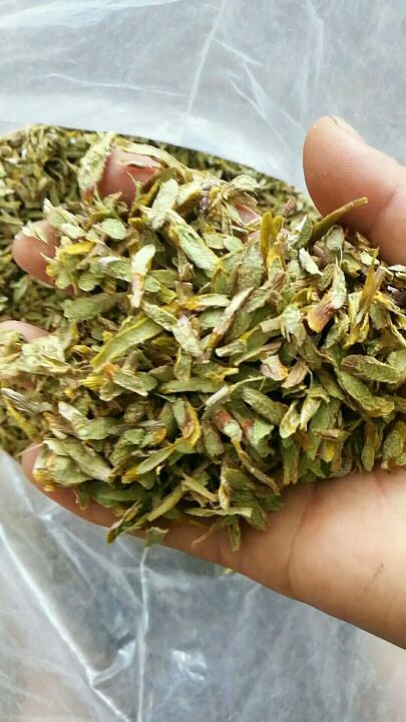 雁荡山铁皮石斛切片量大从优