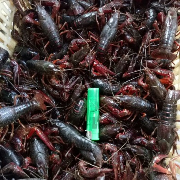 小龙虾藕塘套养6-8钱（30-40克）食用活虾