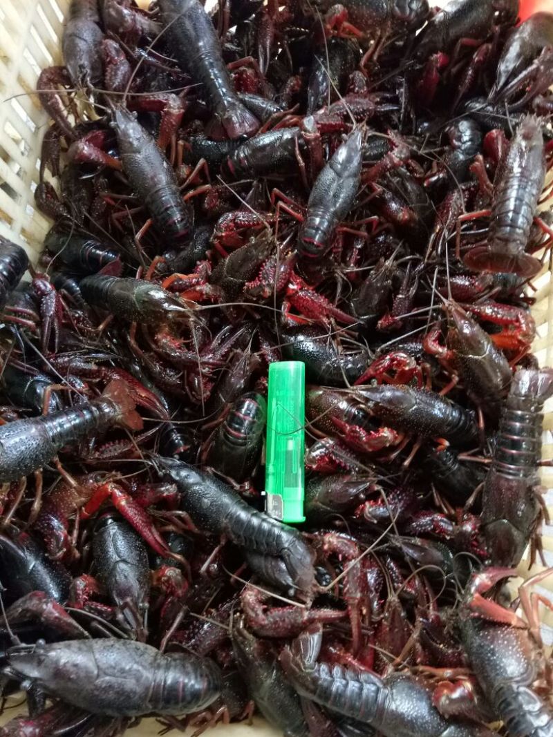 小龙虾藕塘套养6-8钱（30-40克）食用活虾