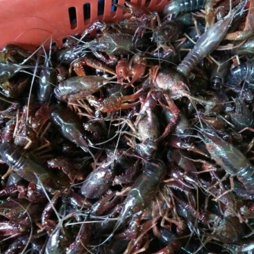 小龙虾小龙虾主养4-6钱（20-30克）食用活虾