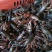 小龙虾小龙虾主养4-6钱（20-30克）食用活虾