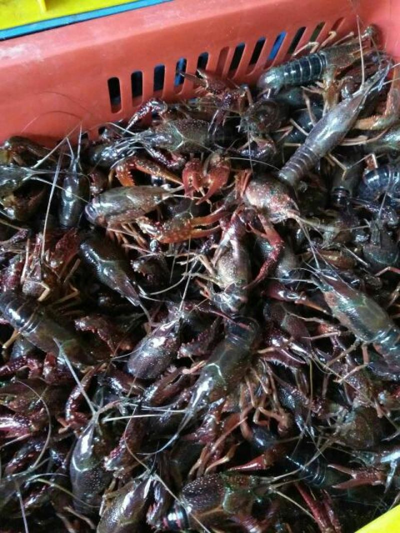 小龙虾小龙虾主养4-6钱（20-30克）食用活虾