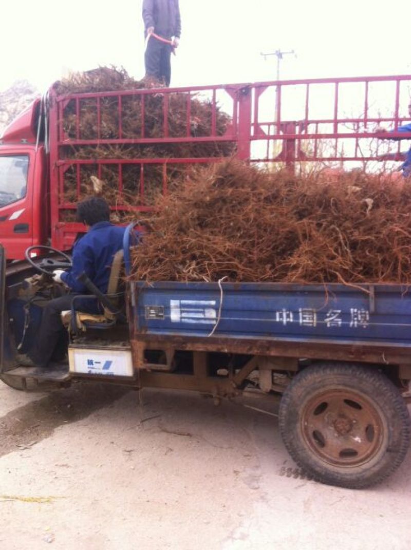 绍兴一号葡萄苗1年50~80cm保证纯度保证质量