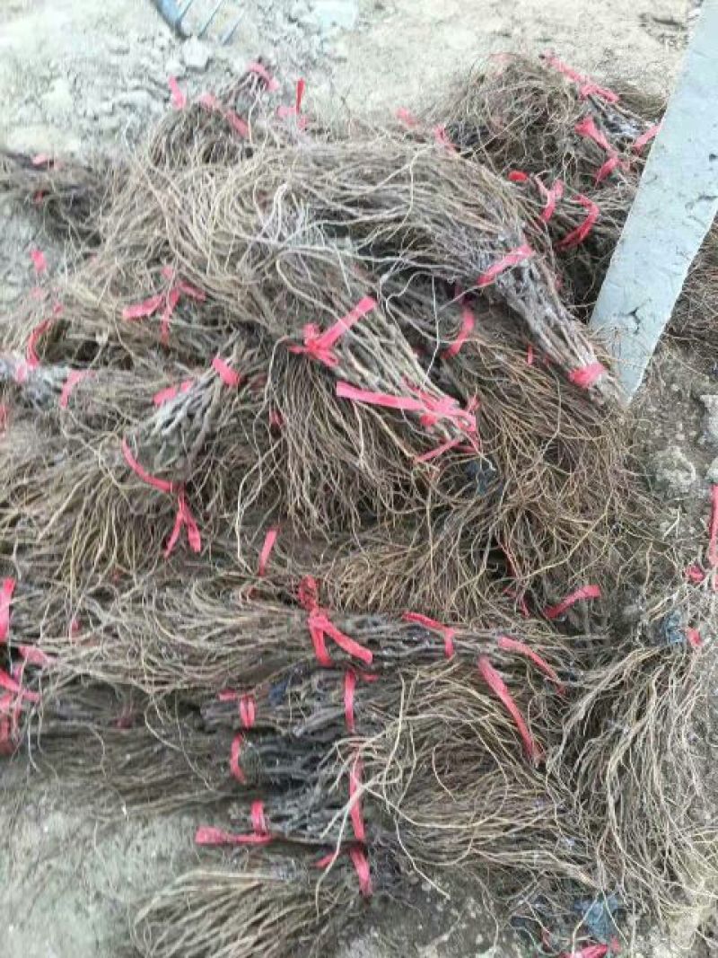 绍兴一号葡萄苗1年50~80cm保证纯度保证质量