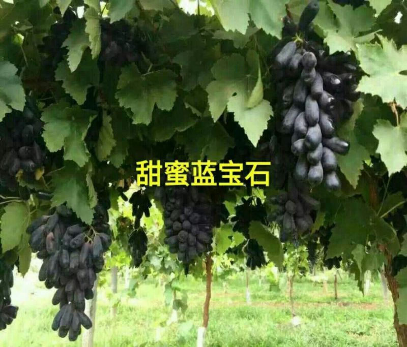 甜蜜蓝宝石葡萄苗50~80cm1年基地直供保证纯度保