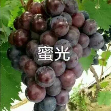 蜜光葡萄苗1年50~80cm基地直供保证纯度保证质量