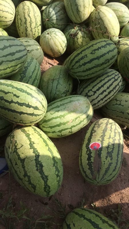 [金城5号西瓜批发]宁夏吴忠青铜峡市西瓜 0.22元/斤金城5号 _ 一亩田