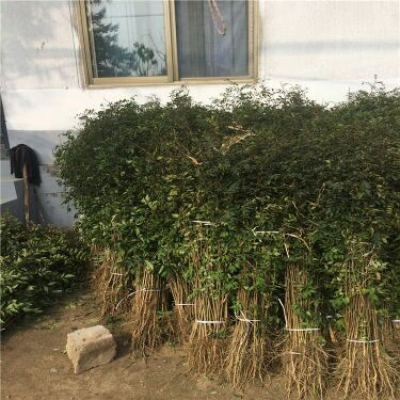 花椒苗1~2年