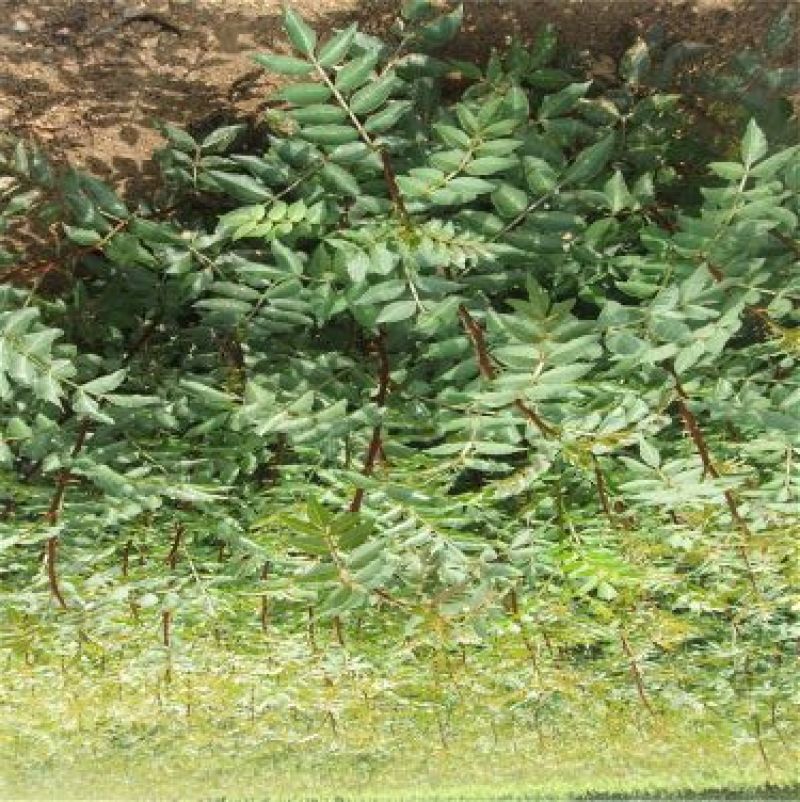 花椒苗1~2年