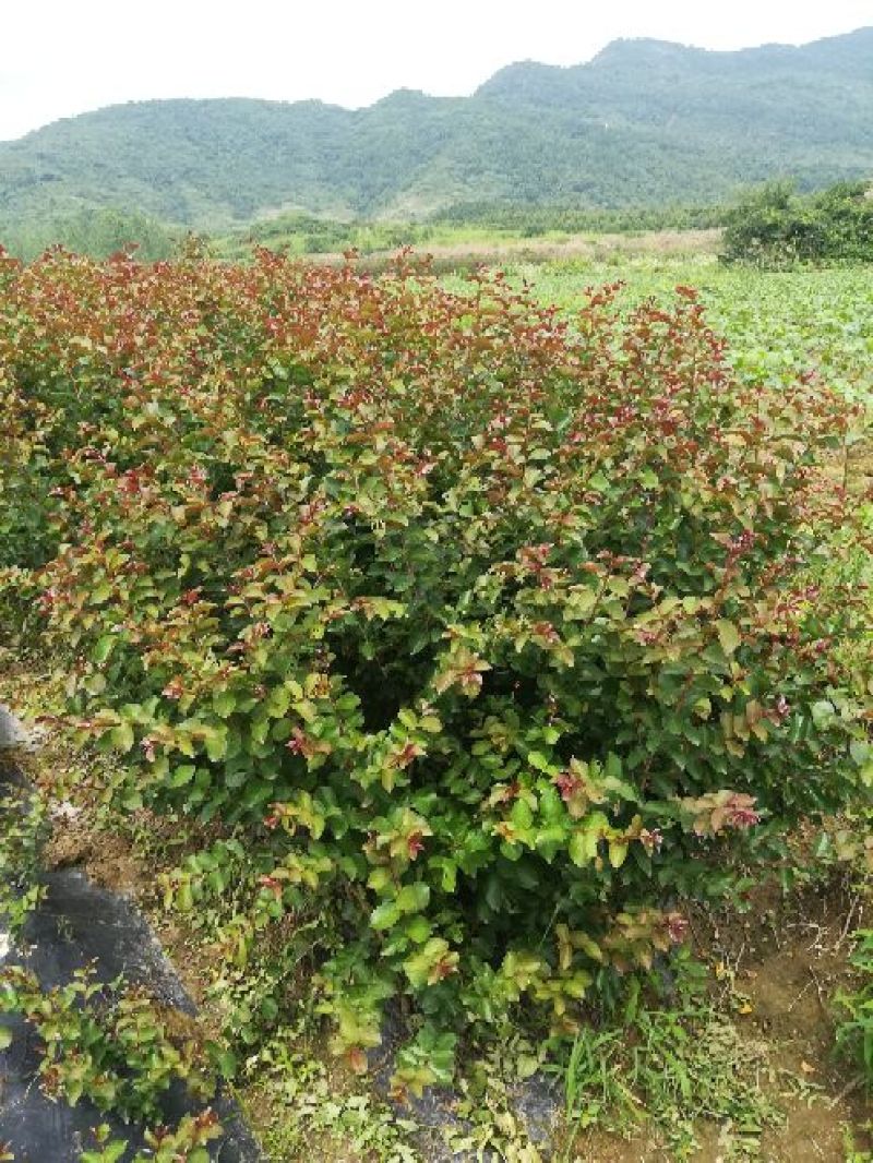 红火球紫薇2cm以下0.5~1米1~2米