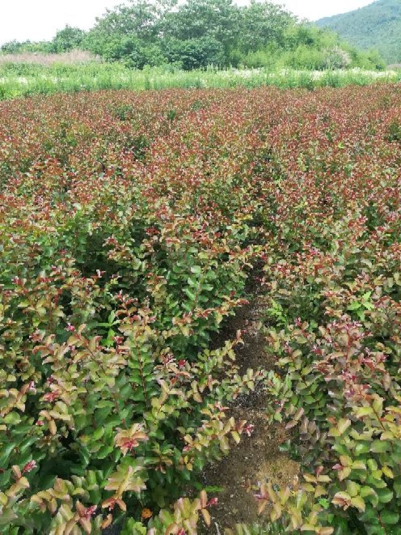 红火球紫薇2cm以下0.5~1米1~2米