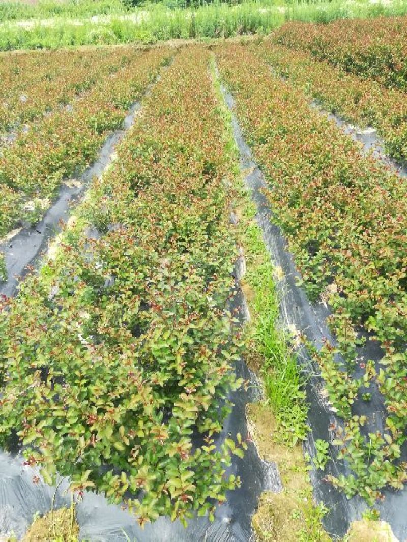 红火球紫薇2cm以下0.5~1米1~2米
